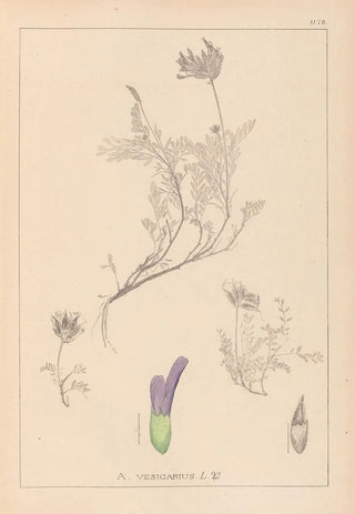 Louis Antoine Cusin - Herbier de la flore franaise Pl0413.webp