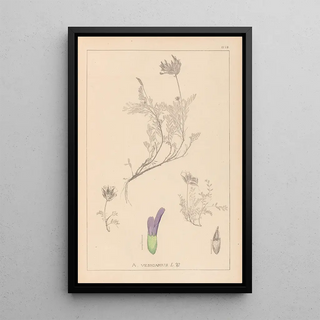Louis Antoine Cusin - Herbier de la flore franaise Pl0413.webp
