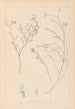 Herbier de la flore française Pl0414 - Louis Antoine Cusin — vy av konstverket