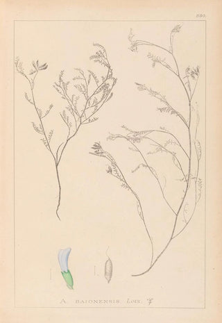 Louis Antoine Cusin - Herbier de la flore franaise Pl0414.webp