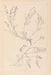 Herbier de la flore française Pl0415 - Louis Antoine Cusin — vy av konstverket