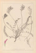 Herbier de la flore française Pl0416 - Louis Antoine Cusin — vy av konstverket
