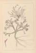Herbier de la flore française Pl0417 - Louis Antoine Cusin — vy av konstverket