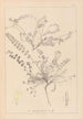 Herbier de la flore française Pl0418 - Louis Antoine Cusin — vy av konstverket