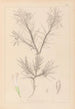 Herbier de la flore française Pl0419 - Louis Antoine Cusin — vy av konstverket