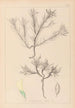 Herbier de la flore française Pl0420 - Louis Antoine Cusin — vy av konstverket