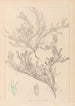 Herbier de la flore française Pl0421 - Louis Antoine Cusin — vy av konstverket