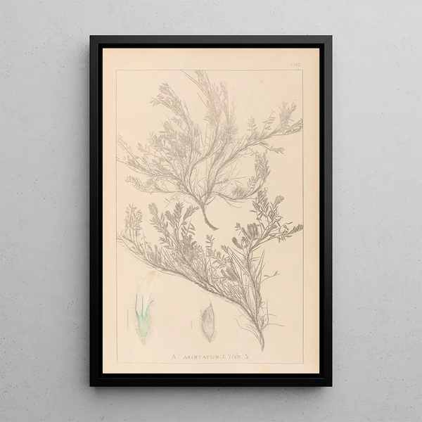Louis Antoine Cusin - Herbier de la flore franaise Pl0421.webp
