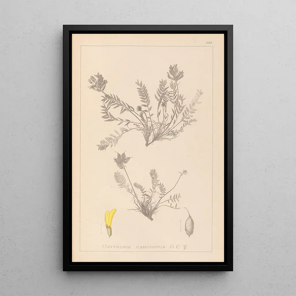 Louis Antoine Cusin - Herbier de la flore franaise Pl0422.webp