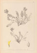 Herbier de la flore française Pl0422 - Louis Antoine Cusin — vy av konstverket