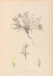 Herbier de la flore française Pl0423 - Louis Antoine Cusin — vy av konstverket