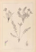 Herbier de la flore française Pl0424 - Louis Antoine Cusin — vy av konstverket