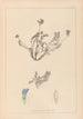 Herbier de la flore française Pl0425 - Louis Antoine Cusin — vy av konstverket