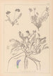 Herbier de la flore française Pl0426 - Louis Antoine Cusin — vy av konstverket