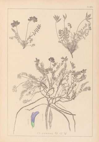 Louis Antoine Cusin - Herbier de la flore franaise Pl0426.webp