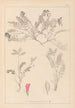 Herbier de la flore française Pl0427 - Louis Antoine Cusin — vy av konstverket
