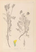 Herbier de la flore française Pl0428 - Louis Antoine Cusin — vy av konstverket