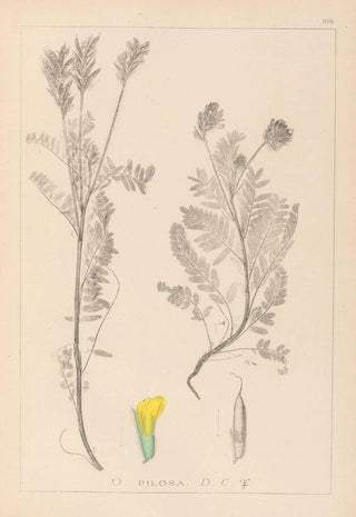 Louis Antoine Cusin - Herbier de la flore franaise Pl0428.webp