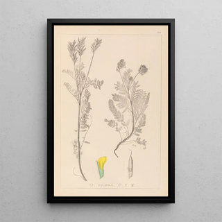 Louis Antoine Cusin - Herbier de la flore franaise Pl0428.webp