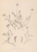 Herbier de la flore française Pl0429 - Louis Antoine Cusin — vy av konstverket