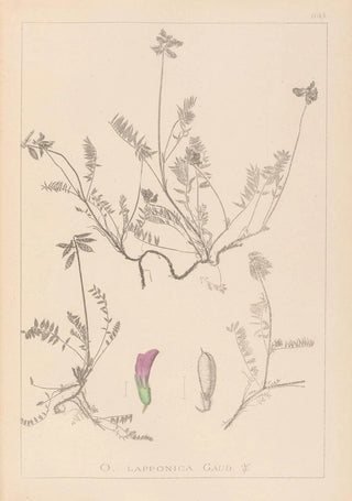 Louis Antoine Cusin - Herbier de la flore franaise Pl0429.webp