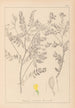 Herbier de la flore française Pl0430 - Louis Antoine Cusin — vy av konstverket