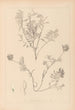 Herbier de la flore française Pl0432 - Louis Antoine Cusin — vy av konstverket