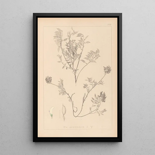 Louis Antoine Cusin - Herbier de la flore franaise Pl0432.webp