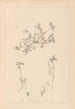 Herbier de la flore française Pl0433 - Louis Antoine Cusin — vy av konstverket