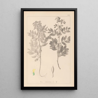Louis Antoine Cusin - Herbier de la flore franaise Pl0434.webp