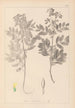 Herbier de la flore française Pl0434 - Louis Antoine Cusin — vy av konstverket