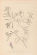Herbier de la flore française Pl0435 - Louis Antoine Cusin — vy av konstverket