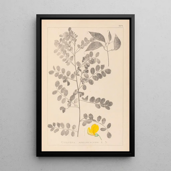 Louis Antoine Cusin - Herbier de la flore franaise Pl0436.webp