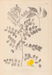 Herbier de la flore française Pl0436 - Louis Antoine Cusin — vy av konstverket
