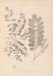 Herbier de la flore française Pl0437 - Louis Antoine Cusin — vy av konstverket