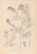 Herbier de la flore française Pl0438 - Louis Antoine Cusin — vy av konstverket