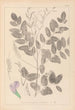 Herbier de la flore française Pl0439 - Louis Antoine Cusin — vy av konstverket