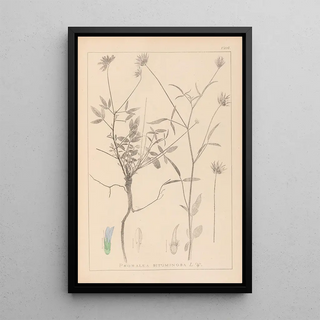 Louis Antoine Cusin - Herbier de la flore franaise Pl0440.webp