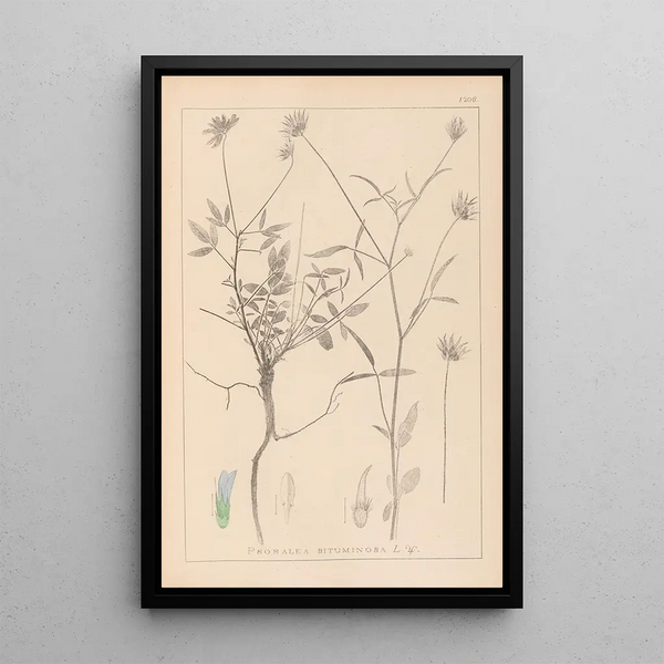 Louis Antoine Cusin - Herbier de la flore franaise Pl0440.webp