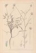 Herbier de la flore française Pl0440 - Louis Antoine Cusin — vy av konstverket