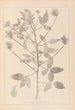 Herbier de la flore française Pl0441 - Louis Antoine Cusin — vy av konstverket