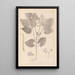 Herbier de la flore française Pl0442 - Louis Antoine Cusin — inramlat konstverk på väggen