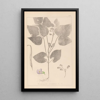 Louis Antoine Cusin - Herbier de la flore franaise Pl0442.webp