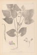 Herbier de la flore française Pl0442 - Louis Antoine Cusin — vy av konstverket