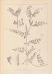 Herbier de la flore française Pl0443 - Louis Antoine Cusin — vy av konstverket