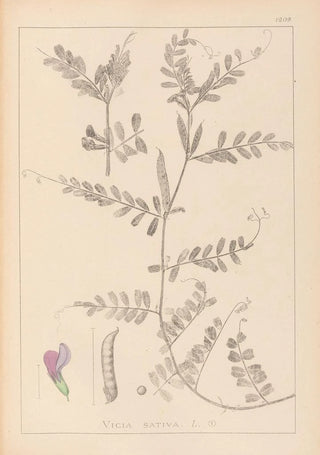Louis Antoine Cusin - Herbier de la flore franaise Pl0443.webp