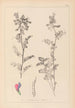 Herbier de la flore française Pl0444 - Louis Antoine Cusin — vy av konstverket