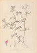 Herbier de la flore française Pl0445 - Louis Antoine Cusin — vy av konstverket