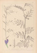 Herbier de la flore française Pl0446 - Louis Antoine Cusin — vy av konstverket