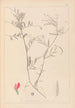 Herbier de la flore française Pl0447 - Louis Antoine Cusin — vy av konstverket
